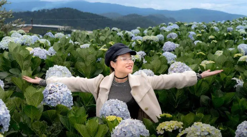 Femme heureuse dans un champ d'hortensia