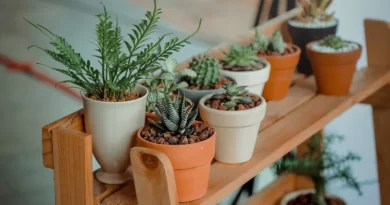 Plantes sur un meuble