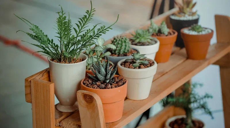 Plantes sur un meuble