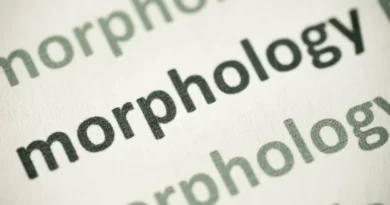 morphologie